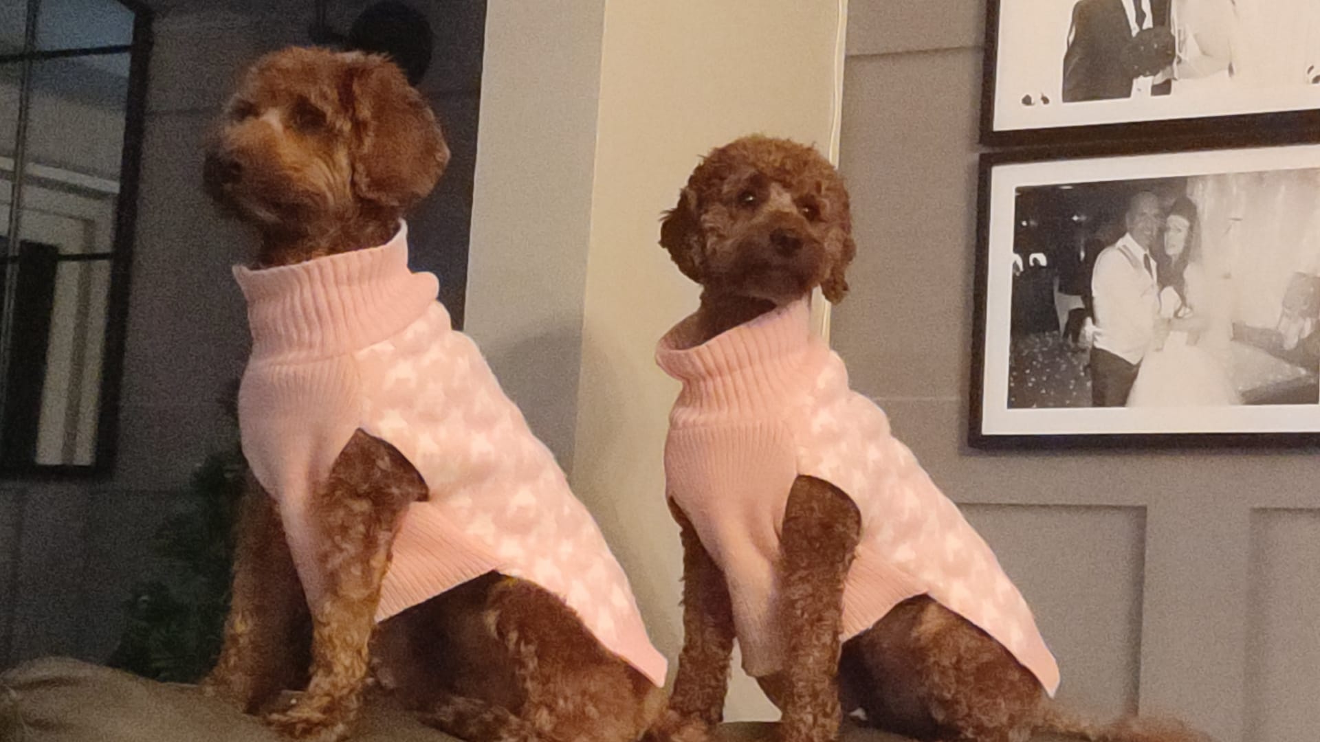 Happy dogs playing in North Wales field