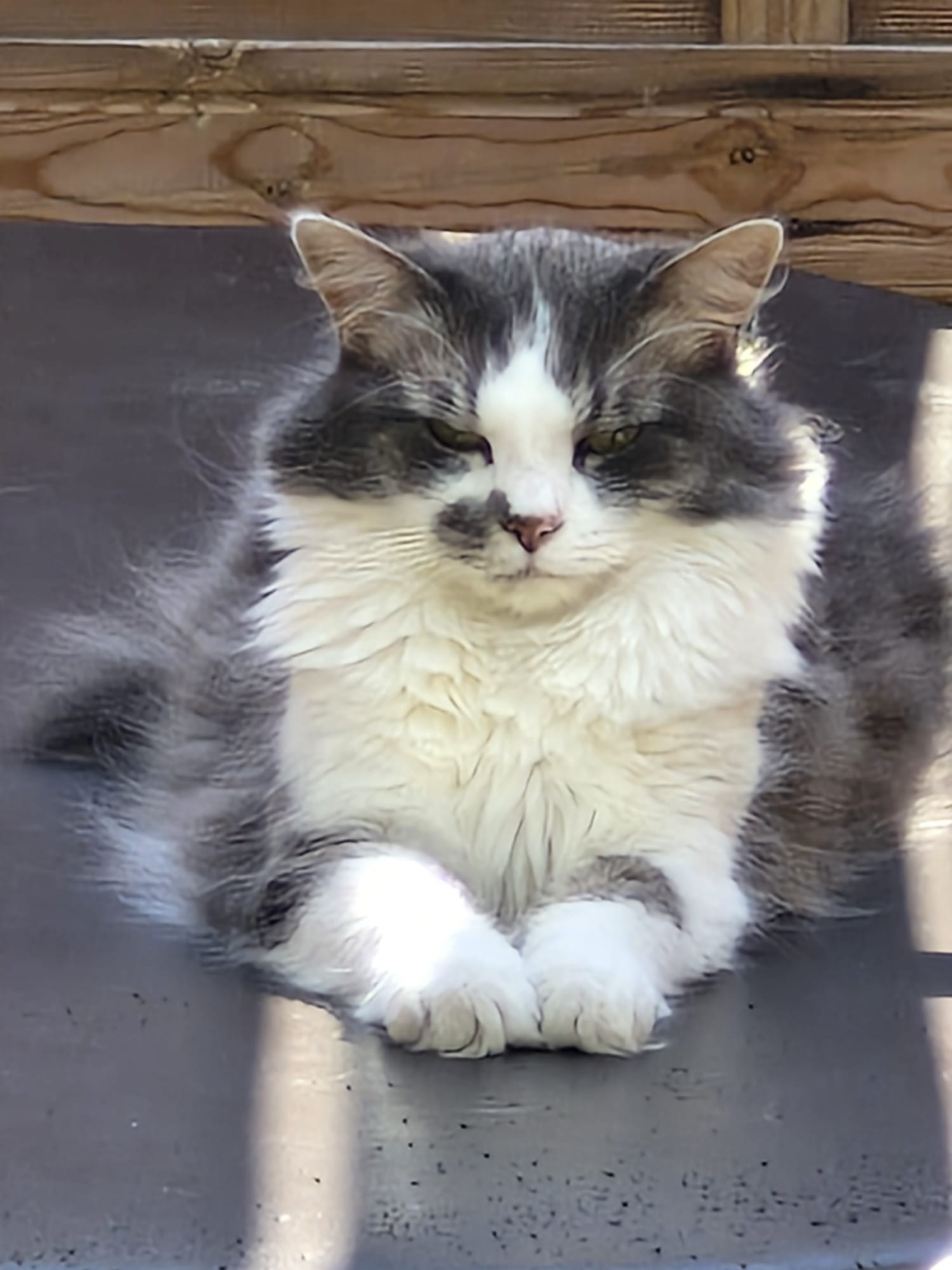 Relaxed British Shorthair cat at home