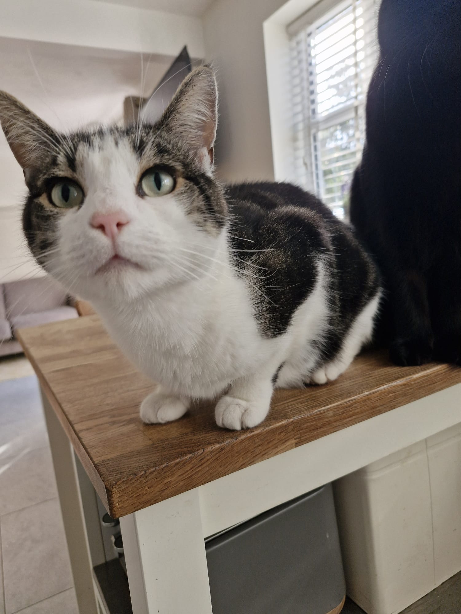 Cute kitten relaxing