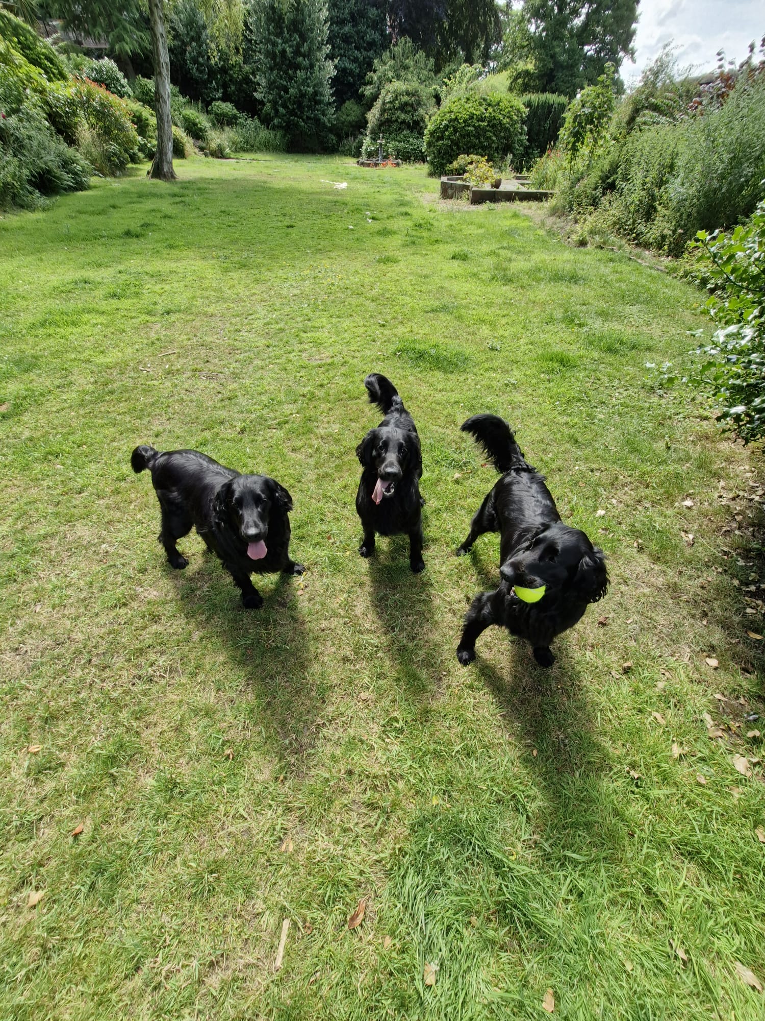 Dog enjoying sun in North Wales