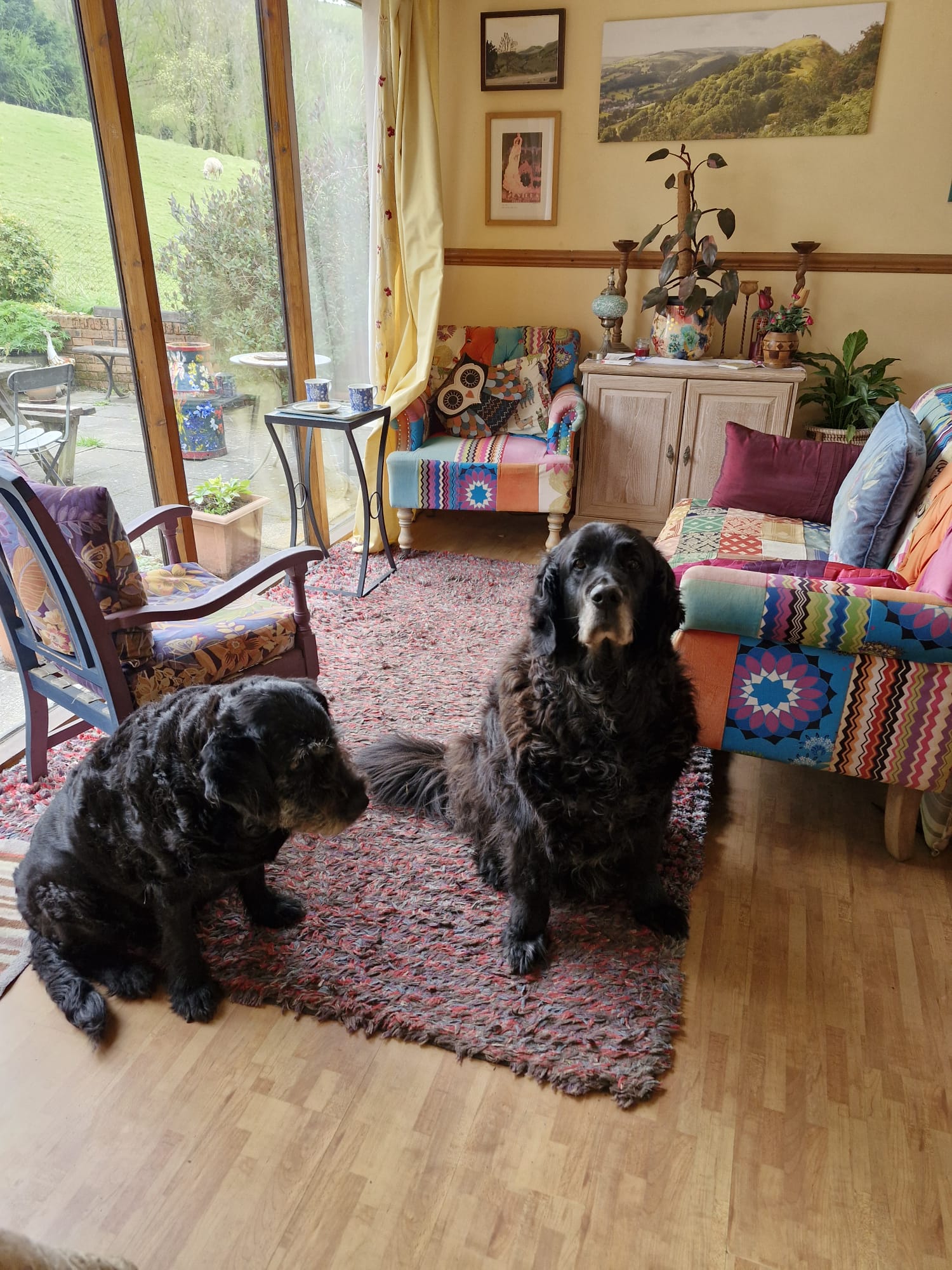 Grey cockerel playing indoors